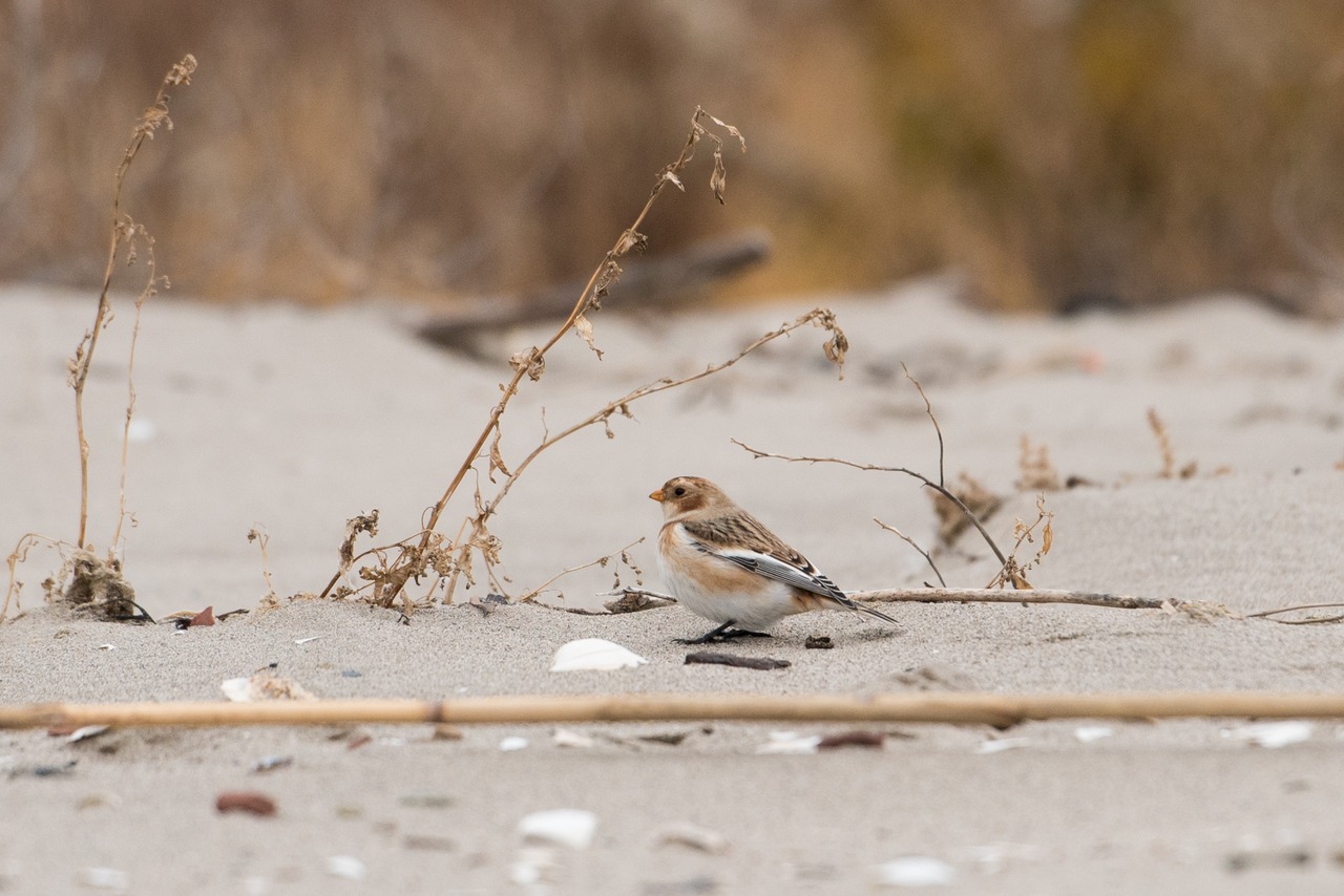 LibertyParkNJ's tweet card. I am promoting a pilot project to utilize Caven Point to support veterans and others suffering from post-traumatic stress disorder (PTSD). PTSD suffers have reaped benefits from natural settings.