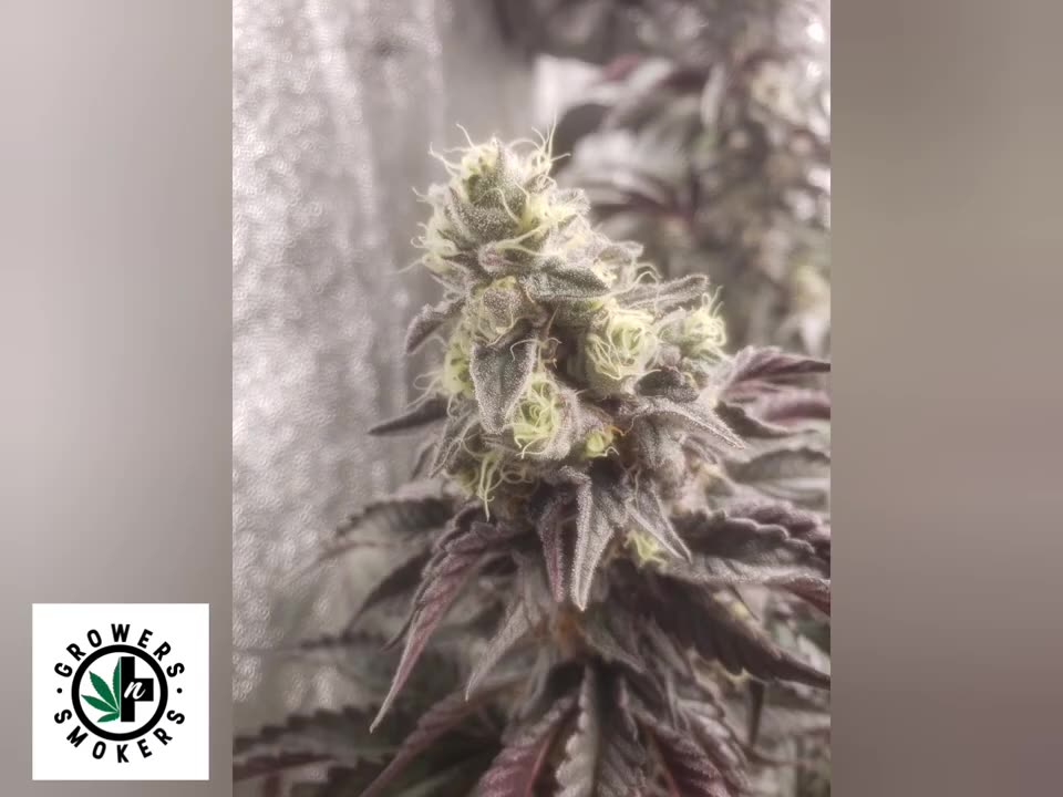 Rickintheshed's tweet card. In Episode 2 of our series, we're back with the Grow OS630B LED to witness the growth progress under this budget-friendly powerhouse. This video includes: Growth Update: See how your favorite plants a