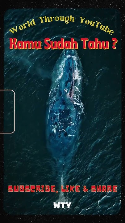 Atta_ID's tweet card. Paus Biru Harus Diet #fakta #faktahewan #faktasingkat #facts #facts...