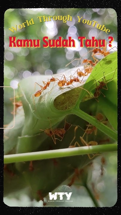 Atta_ID's tweet card. Kekuatan Tersembunyi Seekor Semut #fakta #fact #facts #semut #theants...