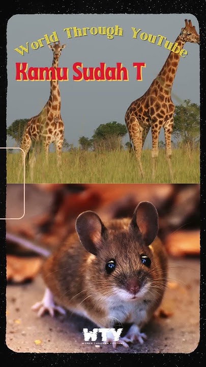 Atta_ID's tweet card. Seberapa kuatkah Tikus Dan Jerapah #fakta #facts #fact #tikus...