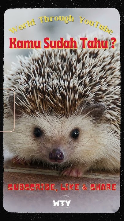 Atta_ID's tweet card. Bola Gulung Landak #fakta #facts #fact #factshorts #landak #landakm...