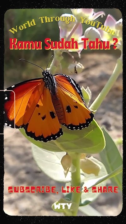 Atta_ID's tweet card. Indra Penciuman Kupu kupu #fakta #fact #facts #buterfly #kupukupu...