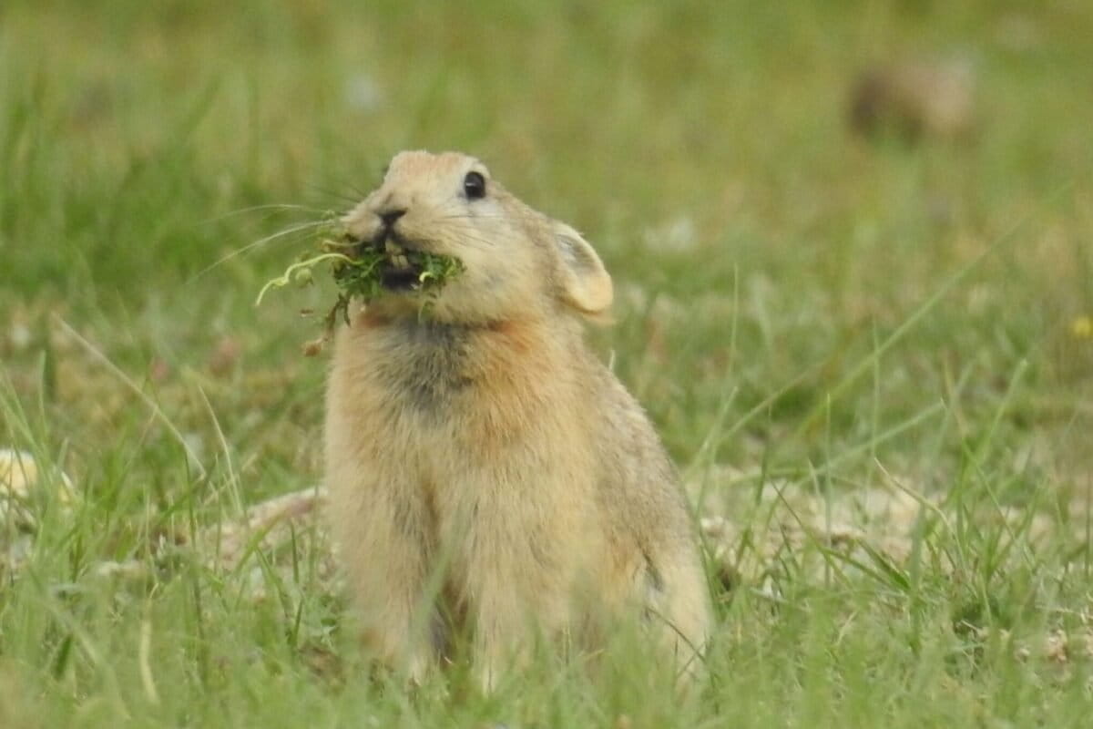 IiserTirupati's tweet card. There is certainly more to pikas than meets the eye. To the untrained observer, they might appear as just another cute, fluffy creature scampering around Alpine terrains. However, these small mammals...