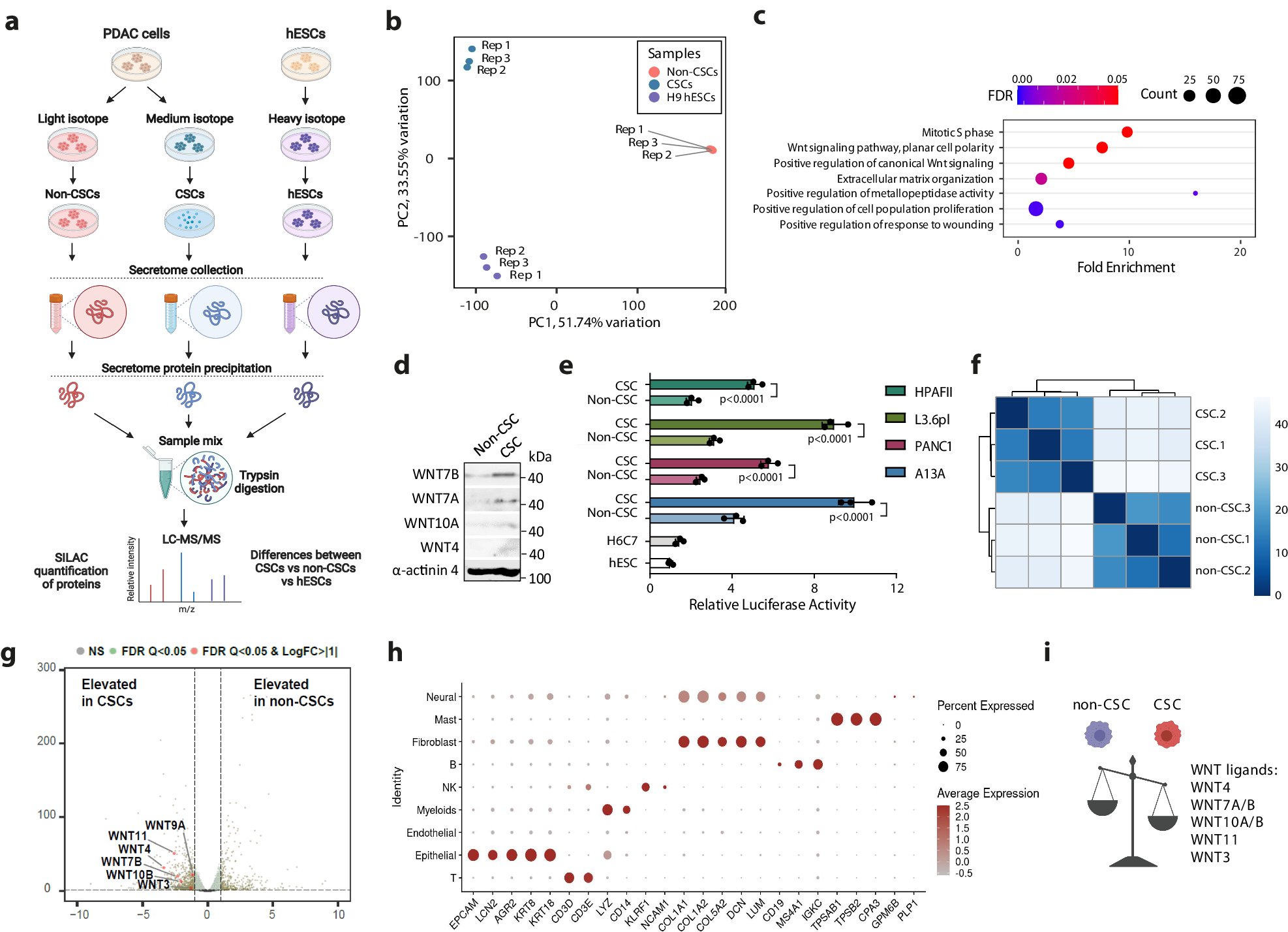 weldeiry's tweet card. Nature Communications - Cancer stem cells (CSCs) are associated with chemoresistance and poor prognosis in multiple cancer types. Here, the authors investigate the role of secreted Wnt ligands in...