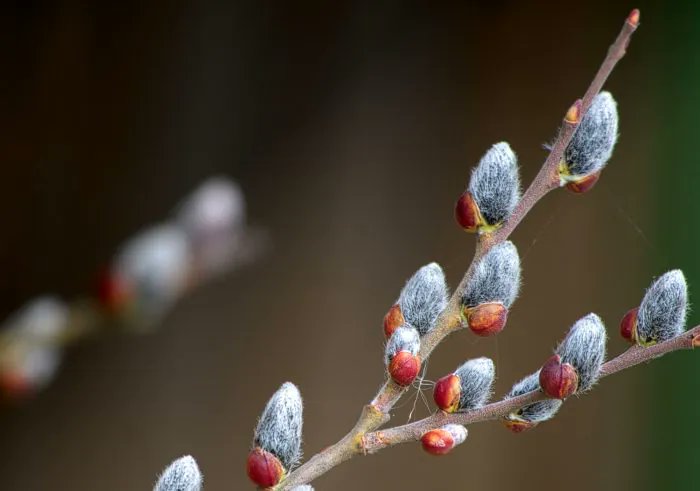 ModifierNews's tweet card. "We're asking [media organizations] to not talk about the emotional appeal of the story, which is what good journalism often does."