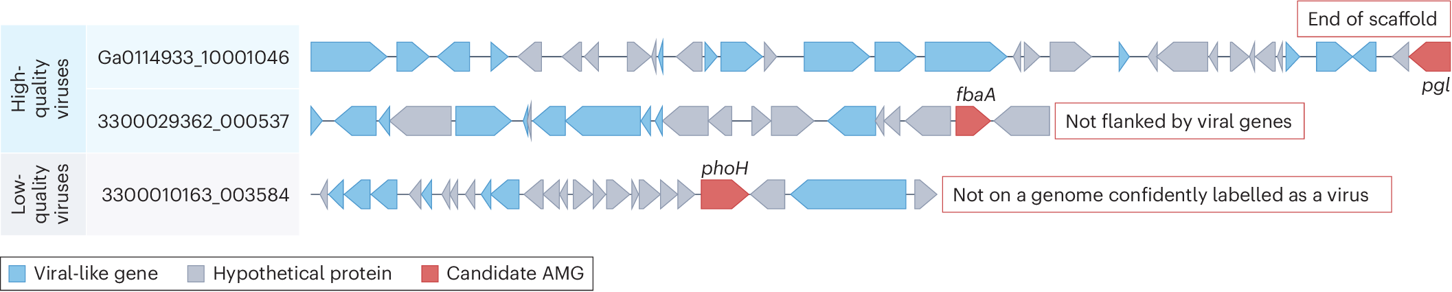 NatureMicrobiol's tweet card. Nature Microbiology - This Perspective discusses virus-encoded auxiliary metabolic genes and provides a framework for the biological interpretation of these genes.