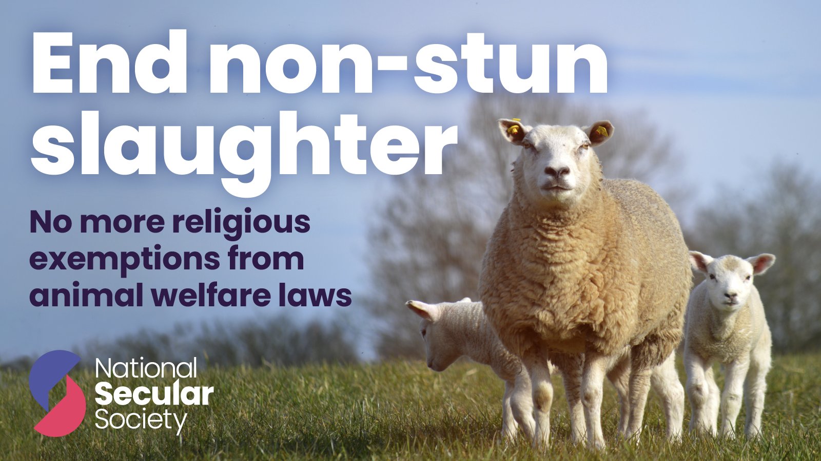 NatSecSoc's tweet card. MP Letter: Non-stun slaughter