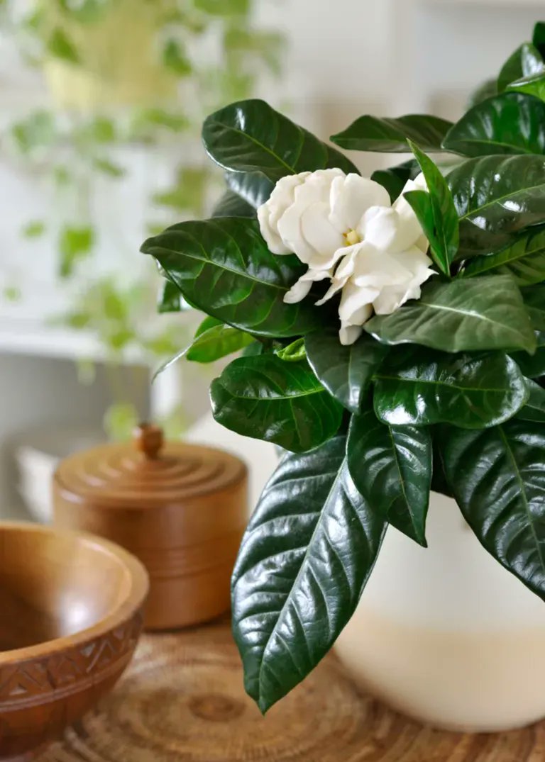 MichaelSmithSFR's tweet card. Leafy looks deceive—these five plants are high-maintenance headaches. #HomeDesignTips #PlantProblems
