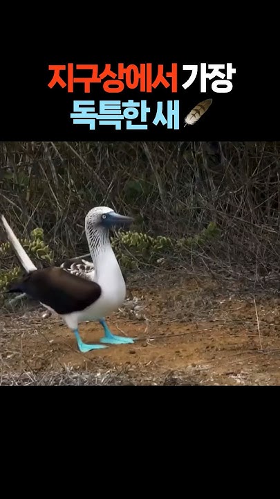 firelabs_'s tweet card. 다윈도 감탄한 갈라파고스의 보물 💎