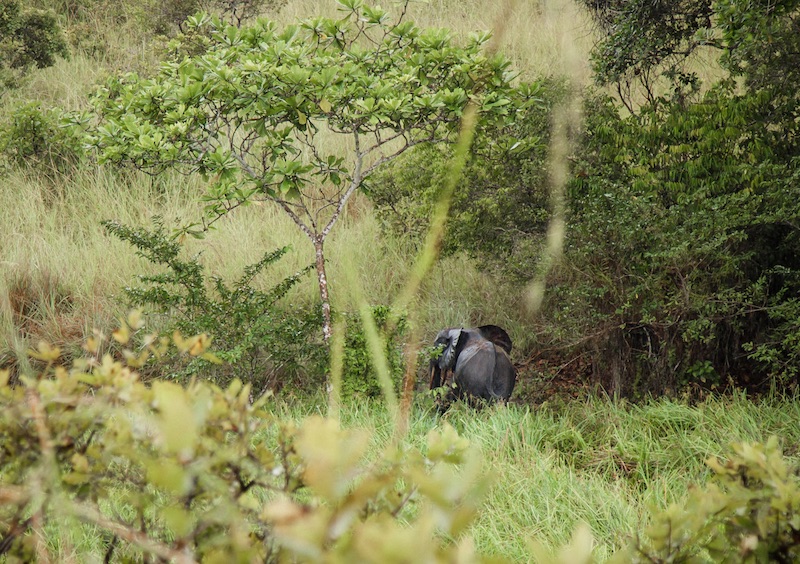 er_bush's tweet card. The rainforest of Lopé National Park in central Gabon is one of the last safe havens for the endangered forest elephant (Loxodonta cyclotis). But in a new study in Science, researchers warn that...
