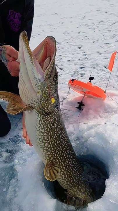 Brzrkrfishing's tweet card. As ice fishing nears just a reminder of who the kings of tipup...