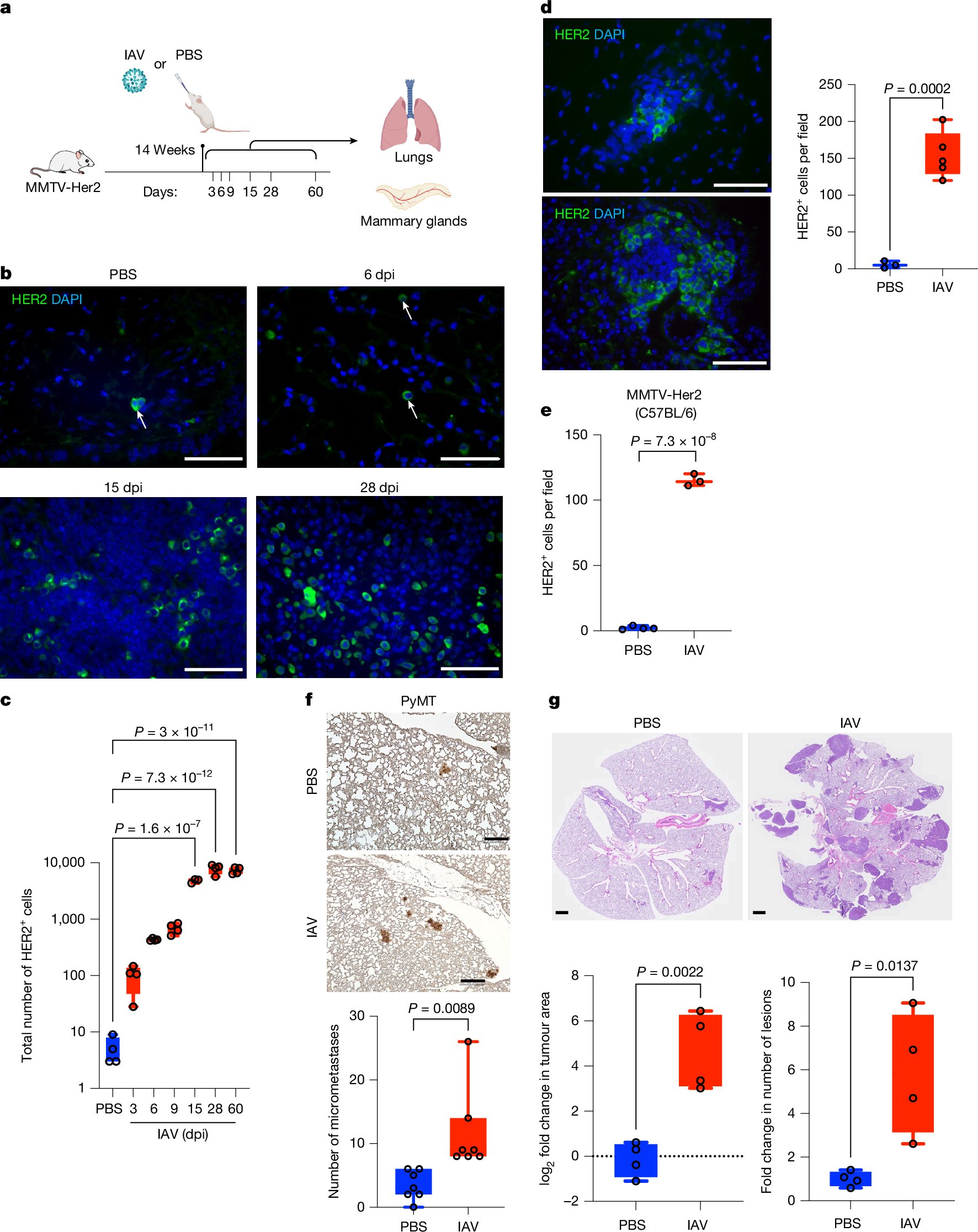 drkylematchett's tweet card. Nature - Mouse models show that respiratory infections from viruses such as influenza and SARS-CoV-2 can trigger metastasis of dormant breast cancer cells in the lungs, a finding supported by...