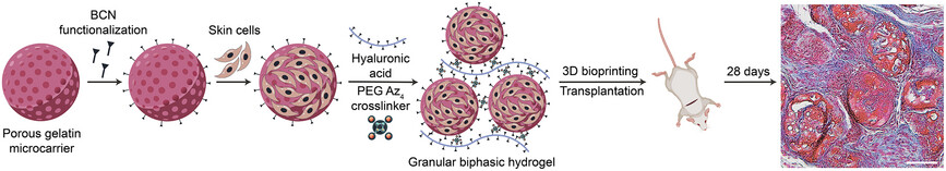 organelletx's tweet card. This study introduces a biphasic granular bioink (µInk) that enables 3D bioprinting of high cell density constructs for dermal regeneration. The bioink promotes cell proliferation, ECM deposition,...