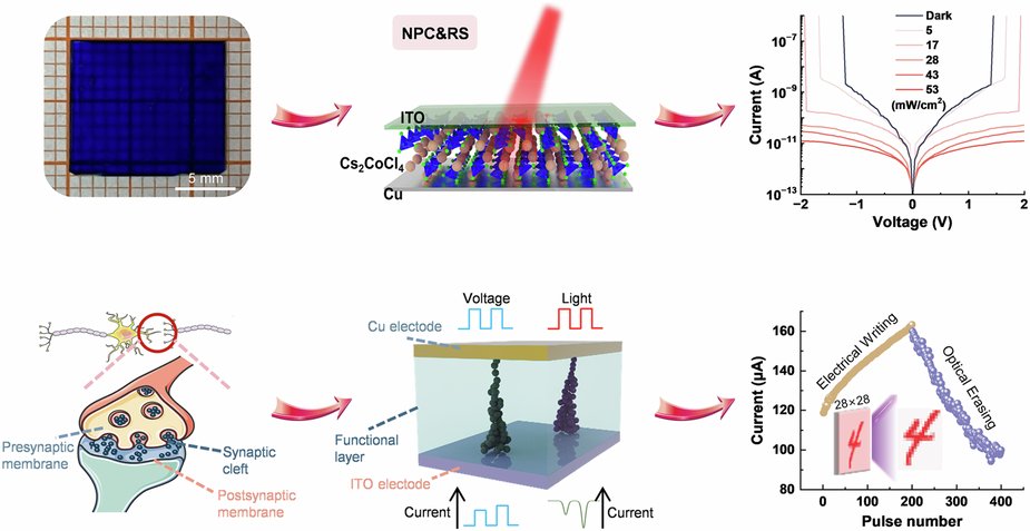 LightSciAppl's tweet card. Light: Science & Applications - The novel Cs2CoCl4 single crystals optoelectronic devices demonstrate negative photoconductivity response and volatile resistive switching simultaneously, which...