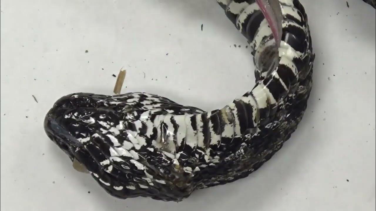 PalmisanoNoel's tweet card. Snake Pentastome Dissection