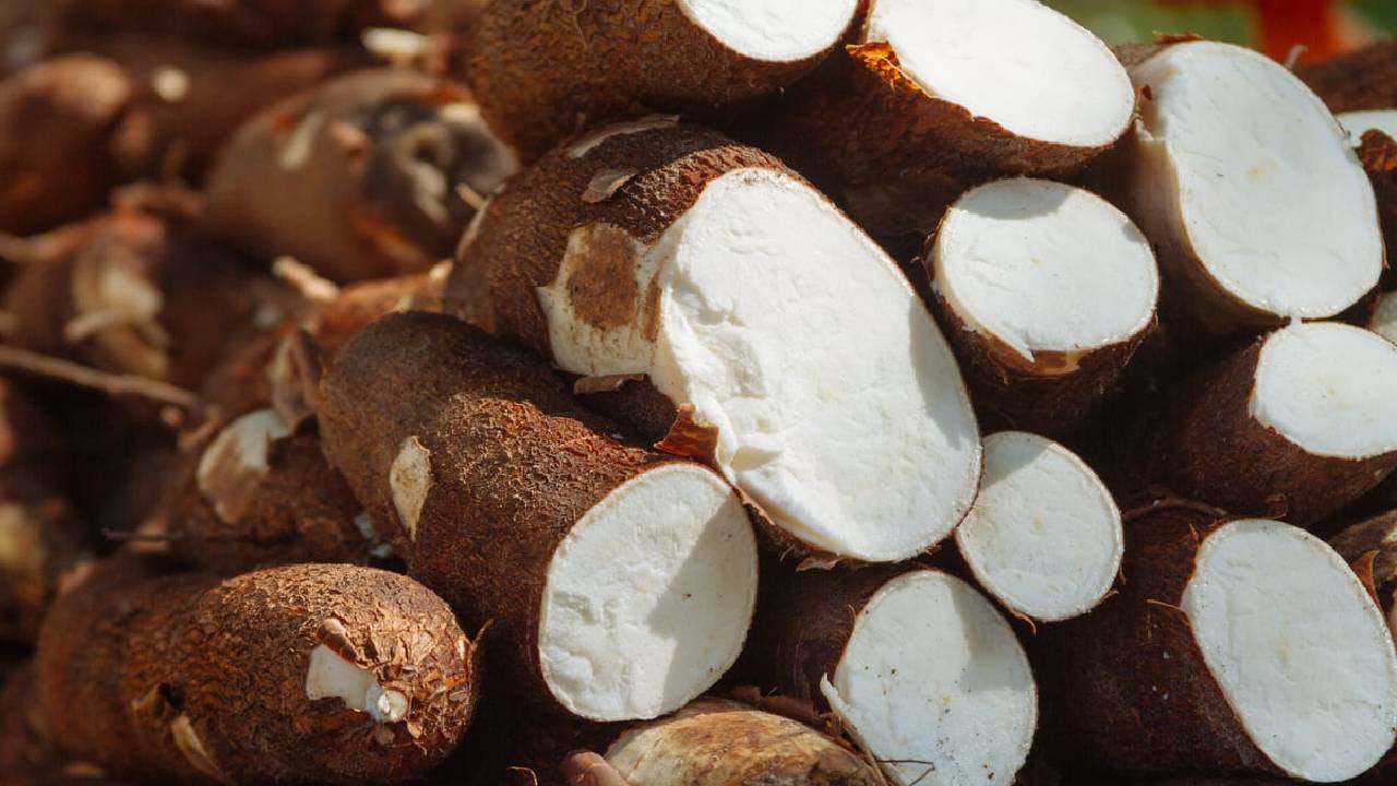 kisanindianews's tweet card. क्या आप जानते हैं कि यह छोटा-सा सफेद दाना असल में एक कंद वाली फसल टैपिओका (Tapioca) से बनता है, जिसे कसावा (Cassava) भी कहा जाता है? दक्षिण अमेरिका से आई यह फसल आज भारत में भी बड़ी मात्रा में उगाई...