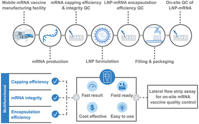 Nanocenter_'s tweet card. A rapid, portable lateral flow strip assay for on-site mRNA quality control is developed, enabling sequence-independent analysis of 5' capping, integrity, and LNPs encapsulation efficiency. This...