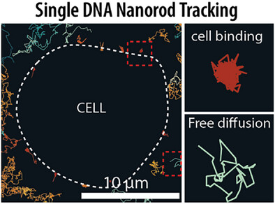 tania_patino_'s tweet card. This study utilizes single particle tracking (SPT) to capture real-time interactions between DNA origami nanorods (NRs) and cell surfaces. Functionalized NRs targeting EGFR-expressing cells exhibit...