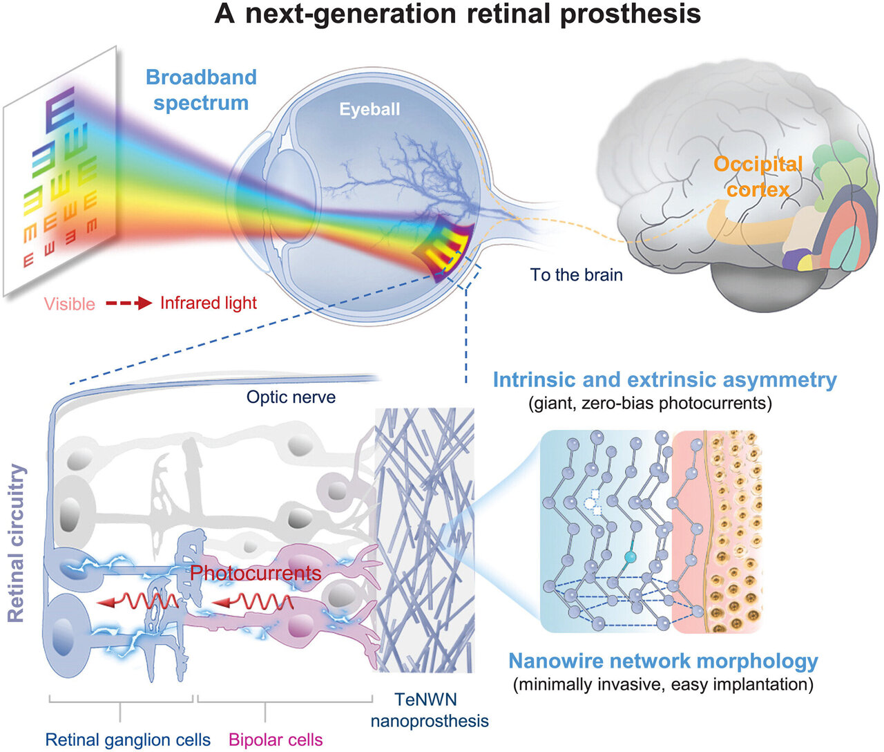 physorg_com's tweet card. A team from Fudan University, the Shanghai Institute of Technical Physics, the Beijing University of Posts and Telecommunications and Shaoxin Laboratory, all in China, has developed a retinal...