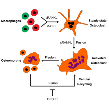 LabPhan's tweet card. Tracking osteoclasts during cycles of fission and fusion reveals a transcriptionally distinct “osteomorph” population that are fusion competent, motile, and capable of forming osteoclasts that resorb...