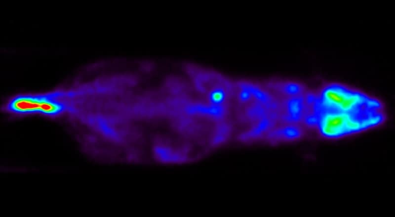 molecubes's tweet card. The β-CUBE PET scanner delivers high-resolution, high-sensitivity imaging of both mice and rats