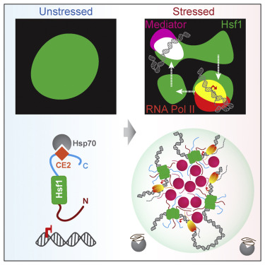 MolecularCell's tweet card. Chowdhary et al. show that the transcription factor Hsf1, together with Mediator and Pol II, forms dynamic transcriptional condensates to drive 3D genome reorganization that promotes cellular fitness...