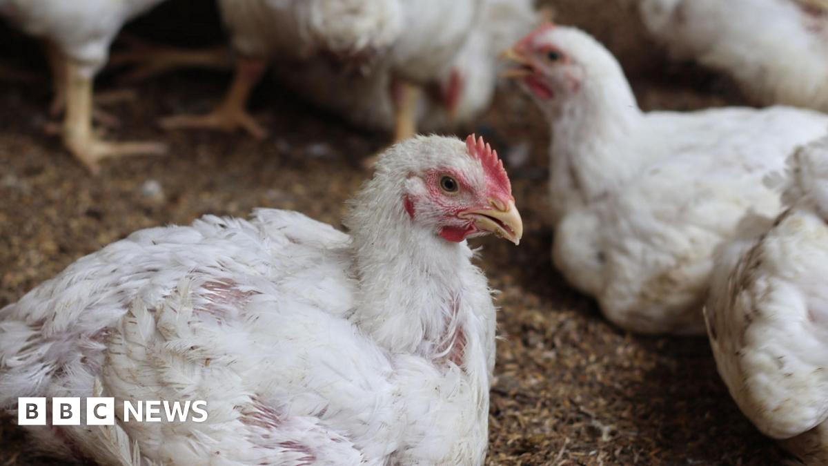 AnimalRising's tweet card. Plans for six poultry houses at Newton Grange Farm face objections from Lincolnshire and beyond.