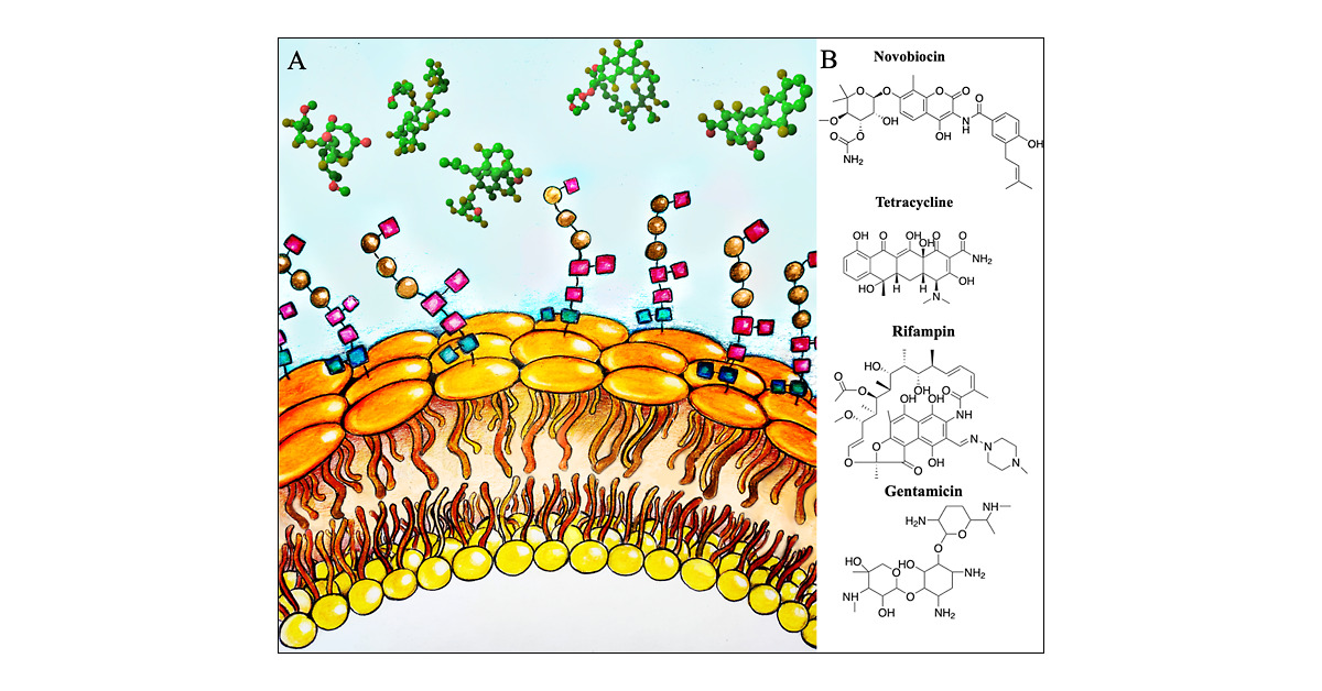 JCIM_JCTC's tweet card. Antibiotic resistance represents a critical public health threat, with an increasing number of Gram-negative pathogens demonstrating resistance to a broad range of clinical drugs. A primary challenge...