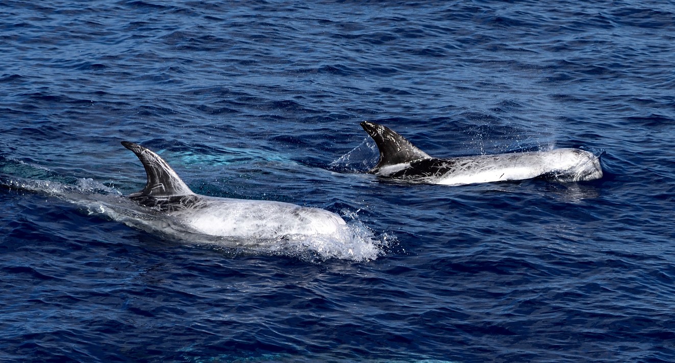 UniofExeterNews's tweet card. Endangered whales and dolphins live year-round in an area of the Mediterranean earmarked for oil and gas exploration, new research shows. Various cetacean species are known to inhabit the Hellenic...
