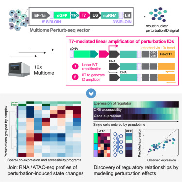 CellSystemsCP's tweet card. Multiome Perturb-seq extends single-cell CRISPR screens to simultaneously quantify perturbations’ effects on the epigenome and transcriptome. A CRISPRi screen of chromatin remodelers using this...