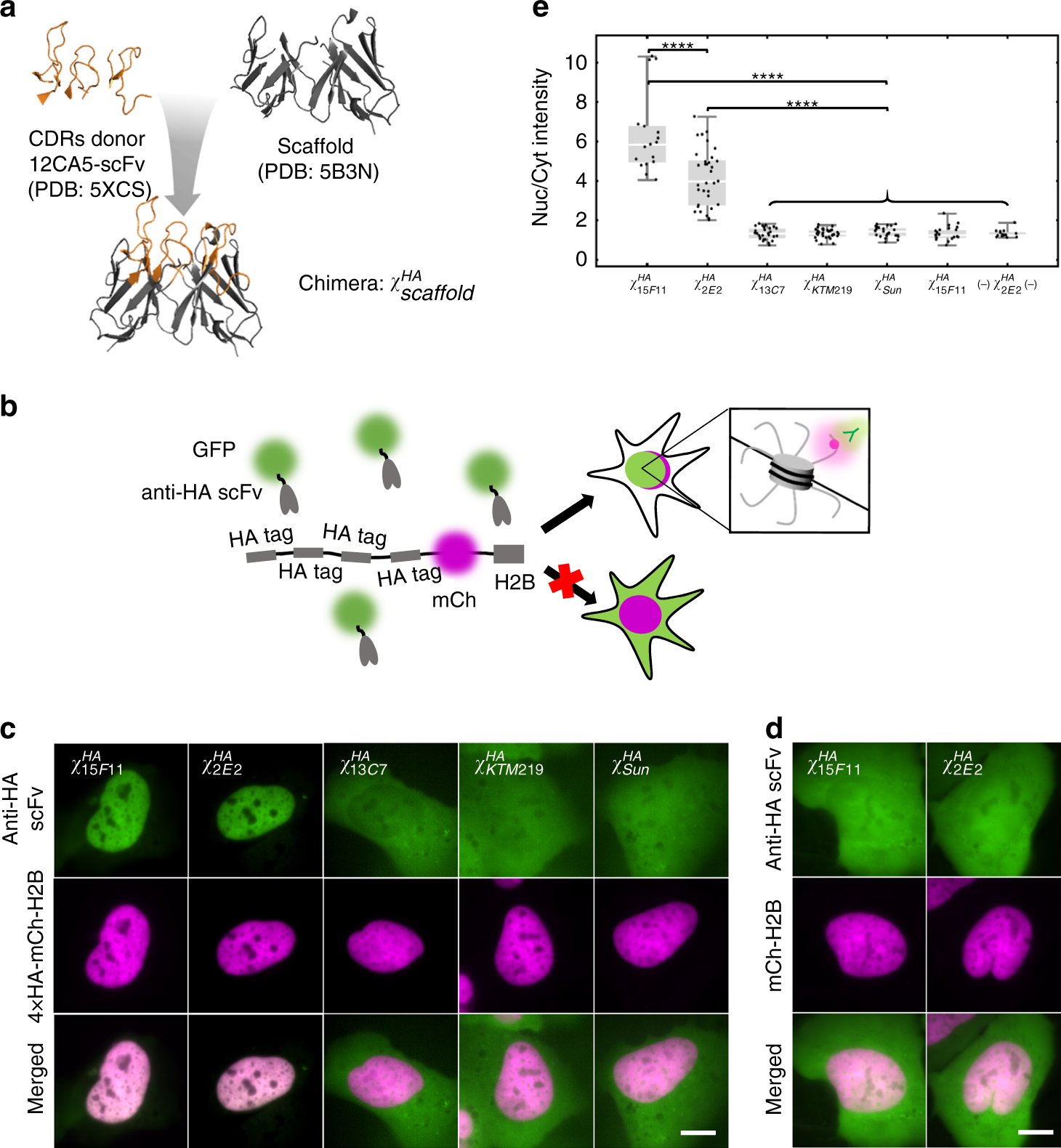 appliedimageinc's tweet card. Nature Communications - Expression of genetically encoded antibodies for cell labelling is often limited by folding issues. Here, the authors engineer an anti-HA scFv antibody that works in the...