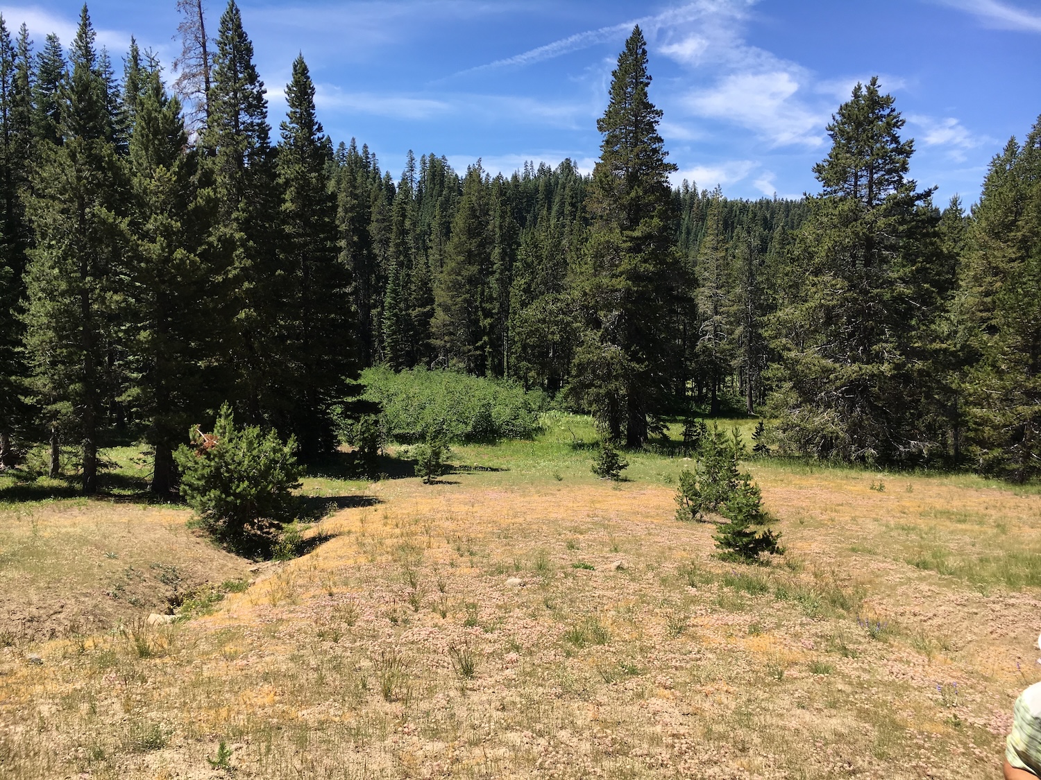 CAwildfireTF's tweet card. Sierra Nevada Conservancy Awards $2.3 Million to 40 Acre Conservation League Forest Health Project...