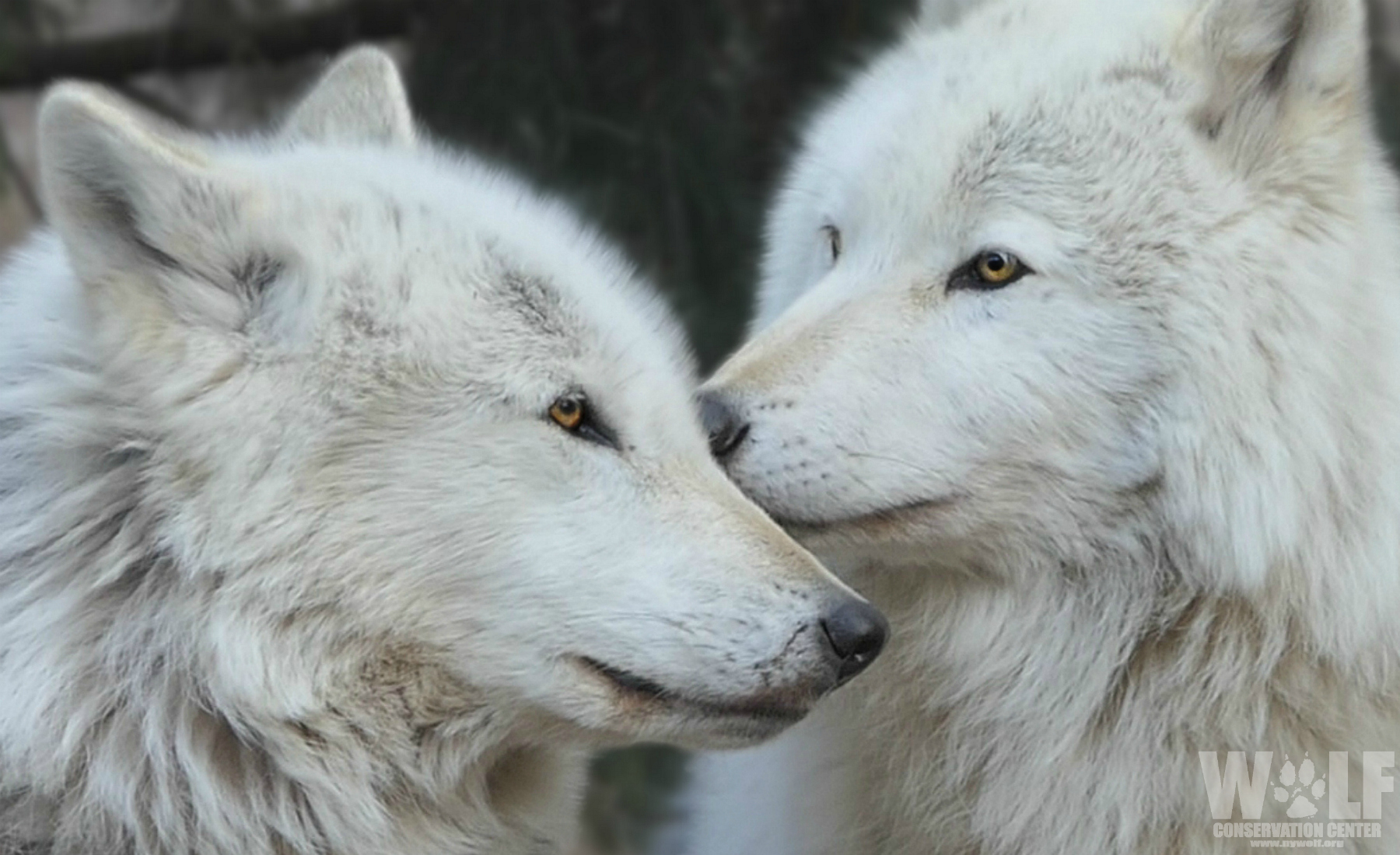 ThndrT3's tweet card. Urgent - Gray wolves Need Your Help!