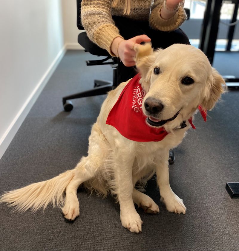 fidectus's tweet card. Meet Mille Golden Retriever, our new employee in the Legal team. Mille starts as Chief Happiness Officer, but she might transfer into other positions as well. Mille has had a great start at NET, and...