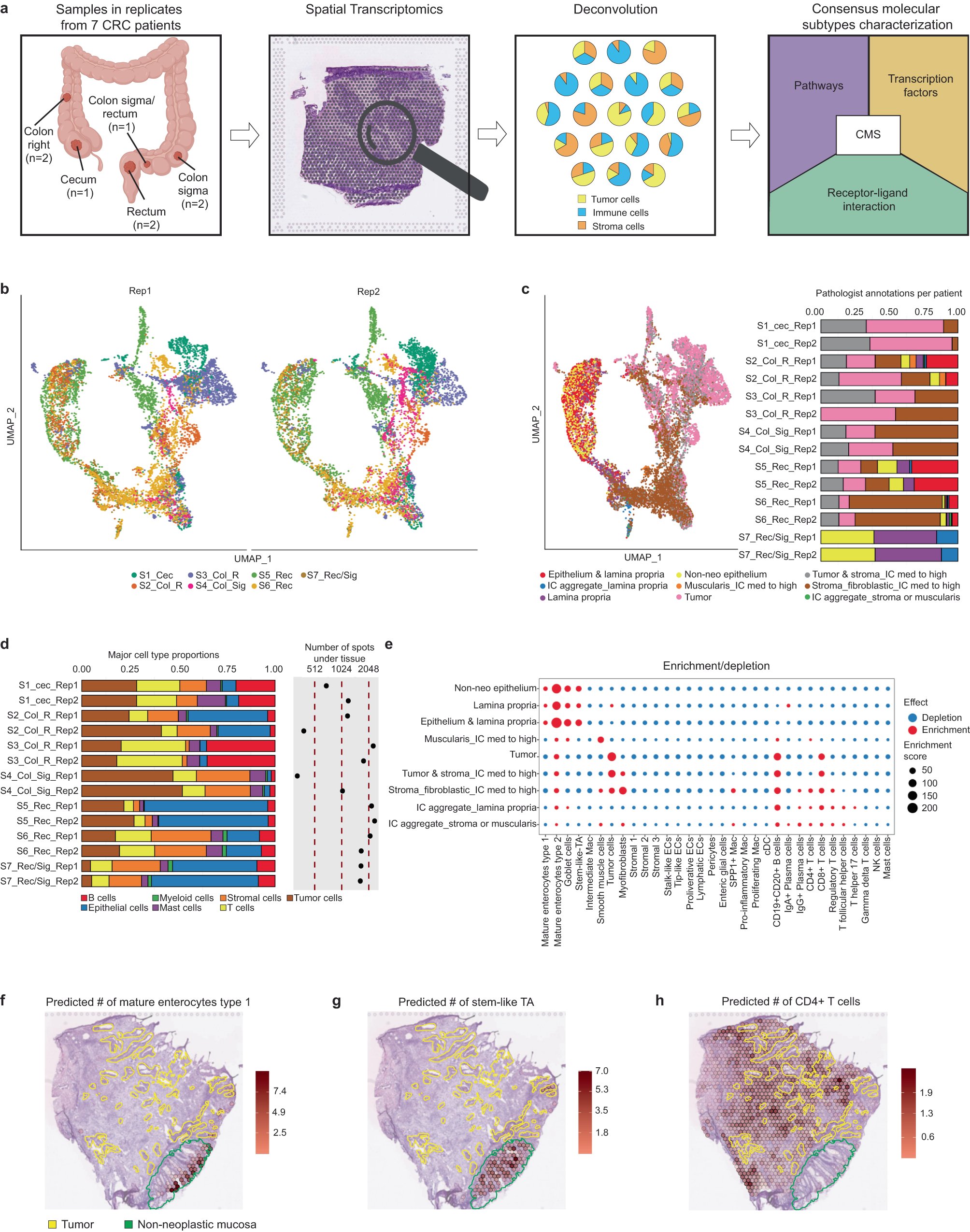 alvaldeolivas's tweet card. npj Precision Oncology - Profiling the heterogeneity of colorectal cancer consensus molecular subtypes using spatial transcriptomics