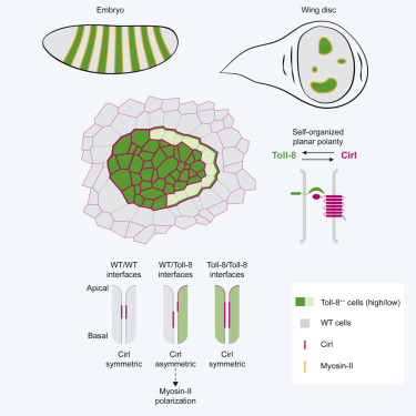 J_Lavalou's tweet card. Lavalou, Mao et al. report that Toll-8 controls myosin-II planar polarity in Drosophila embryos and wing discs via a physical interaction with the GPCR Cirl/latrophilin. They show that Toll-8...
