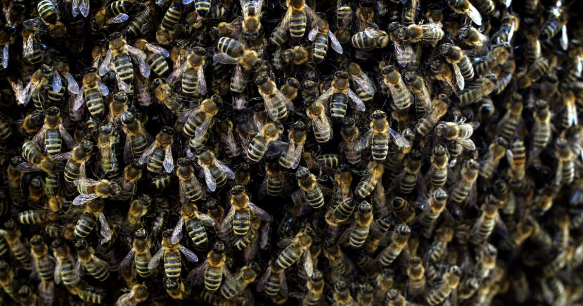 Thib_Demo's tweet card. Près de la moitié des espèces d’insectes, essentiels aux écosystèmes comme aux économies, sont en déclin rapide dans le monde entier, alerte une étude ...