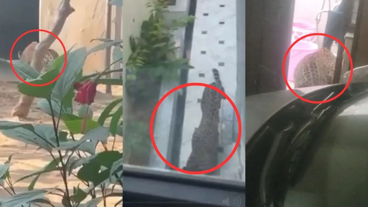 indiatv's tweet card. Jaipur: Forest officials conducted a careful search and made efforts to tranquilise the leopard to ensure a safe rescue. Authorities urged residents to stay indoors and exercise caution during the...