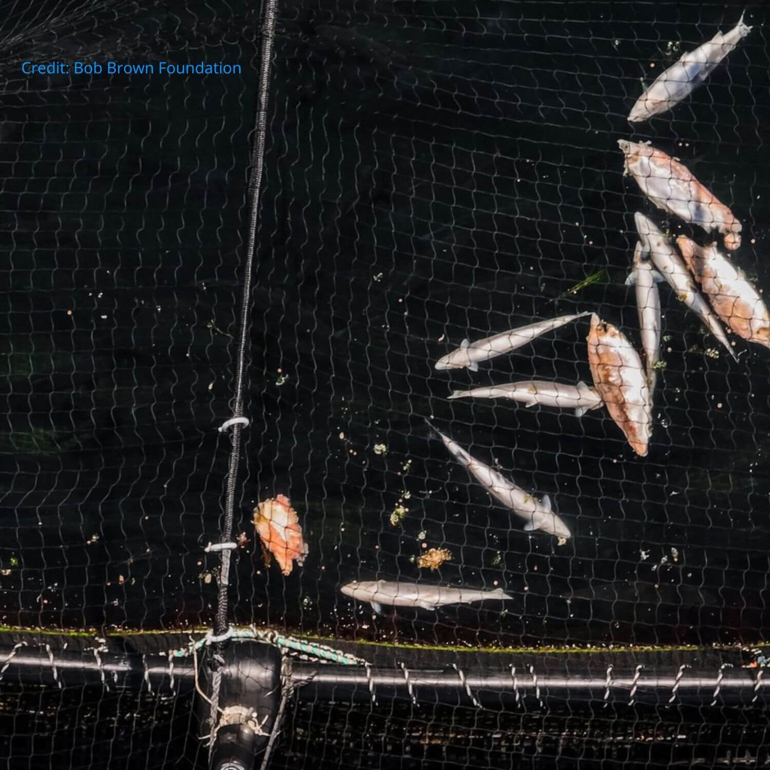 SalmonScotland's tweet card. The latest Scottish Salmon Farm Production Survey shows that four in ten salmon die at sea in Scotland, the highest figure since 1989.