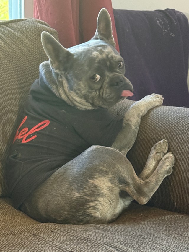 OneToad4u's tweet card. Dear Diary, Today is the big day—and I’m ready. Ready to be loud. Ready to bark. Ready to make sure no one surprises me or anyone else. If a leaf rustles weird, I’m on it. If the wind whistles funn…