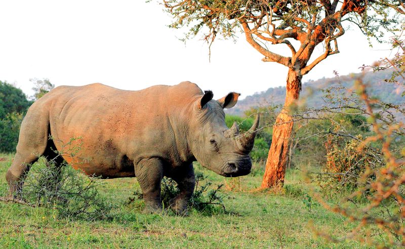 dailymaverick's tweet card. South Africa's provincial nature reserves, once celebrated as biodiversity havens, are now crumbling relics of neglect, overrun by poachers and bureaucratic inertia, leaving communities and ecosyst...