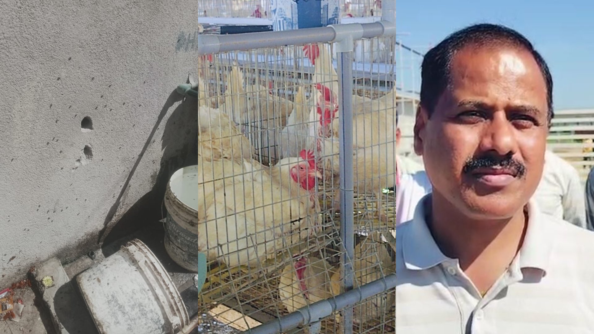 EDens_News's tweet card. Villagers in M. Gollahalli village of Gauribidanur taluk, fed up with the nuisance of flies, besieged a poultry farm and confronted the owner. Villagers allege