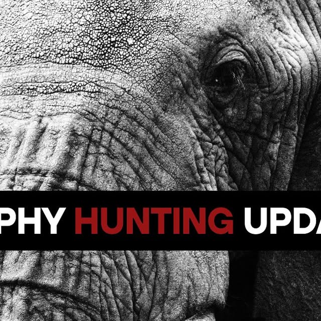 ElephantsFuture's tweet card. ElephantVoices (@elephantvoices) • Instagram photos and videos