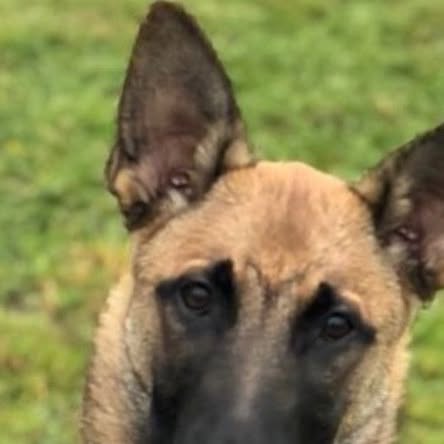 beyond_paw's tweet card. Beyond The Paw (@beyond.the.paw) • Instagram photo