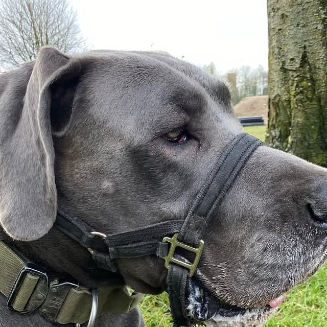 beyond_paw's tweet card. Beyond The Paw (@beyond.the.paw) • Instagram photos and videos