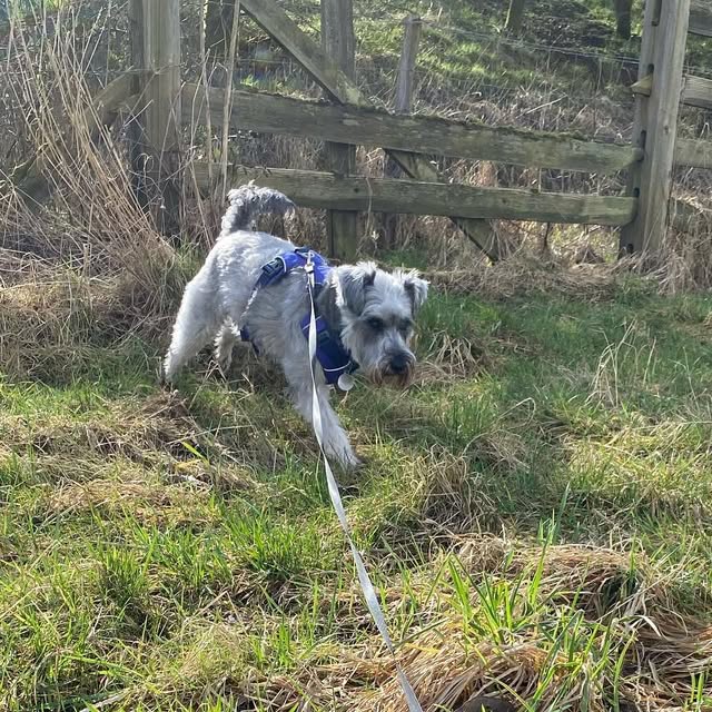 beyond_paw's tweet card. Beyond The Paw (@beyond.the.paw) • Instagram photos and videos