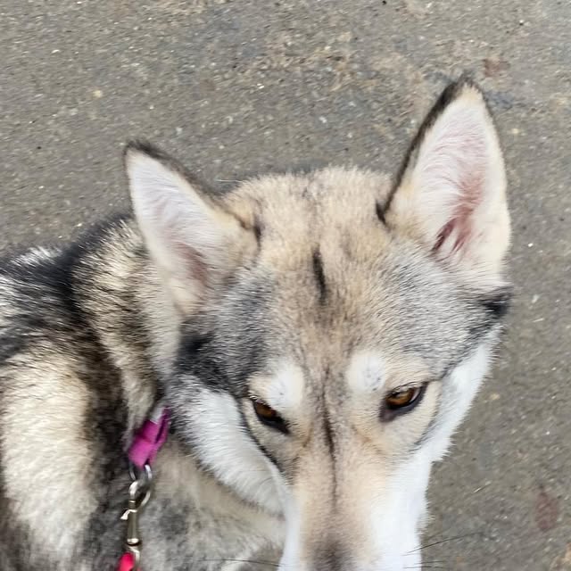 beyond_paw's tweet card. Beyond The Paw (@beyond.the.paw) • Instagram photos and videos