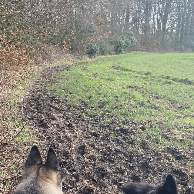 beyond_paw's tweet card. Beyond The Paw (@beyond.the.paw) • Instagram photos and videos