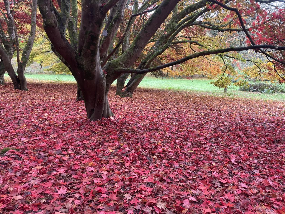 SurreyCareTrust's tweet card. Visit Surrey for stunning autumn colours, beautiful gardens, creative arts and fantastic food and drink